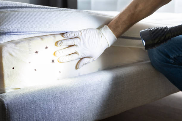 Best Termite Control Services  in Greenbelt, MD