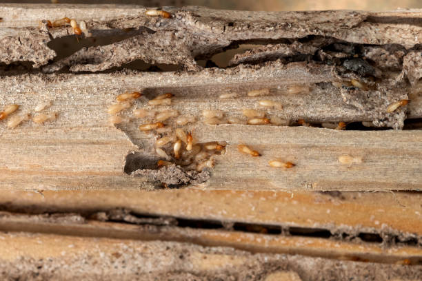 Best Mosquito Control Services  in Greenbelt, MD