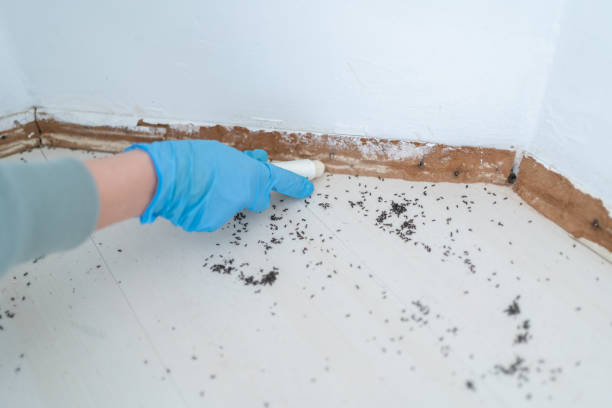 Best Local Pest Control Services  in Greenbelt, MD